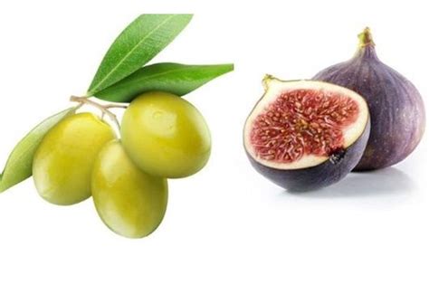 Khasiat dan khasiat buah ara dan zaitun